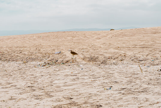 Bird on beach with lots of sand and garbage