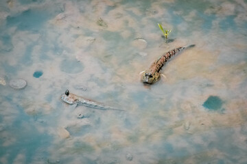 Mudskipper has a cylindrical body. It has a large head, two eyes, large and protruding, up to 30 cm long.