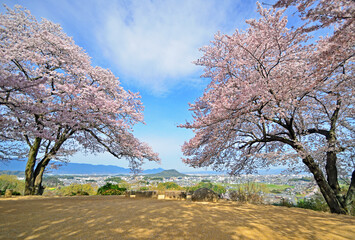 Cherry trees at the top of Amakashioka hill in Nara Prefecture, Japan