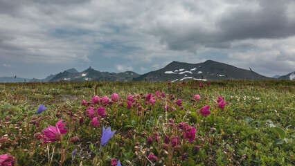 Bright pink Kamchatka rhododendrons and purple bluebells bloom in an alpine meadow. A picturesque...