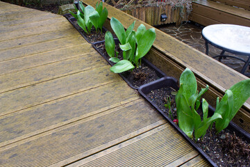 Decor of the border of a garden path from a wood-plastic composite board with green plants. After rain. Springtime.