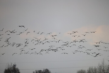 geese flock against the sky freedom wildlife birds