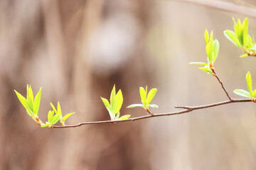 spring branches shoots leaves seasonal background