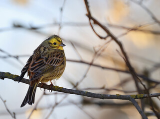 small bird in the wild in the forest