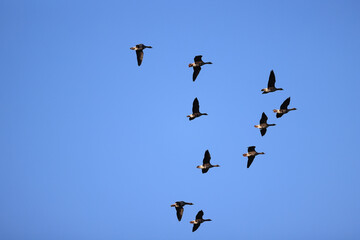 geese flock against the sky freedom wildlife birds