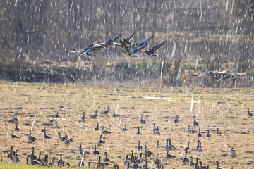 migratory geese flock in the spring in the field