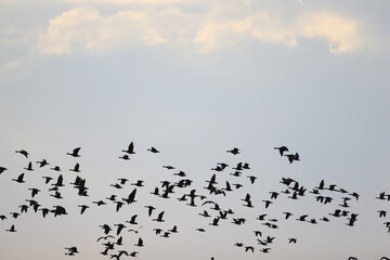 migratory geese flock in the spring in the field