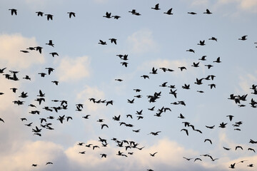 migratory geese flock in the spring in the field
