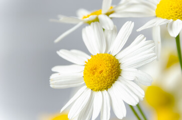 Chamomile field flowers borders. Beautiful nature scene with blooming medical daisies in solar flares. Alternative Medicine Spring Daisy. Summer flowers. Soft focus