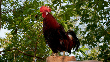 Beautiful Rooster looking at the camera.
