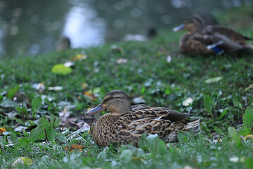 duck in spring mallard grey bird migratory wild