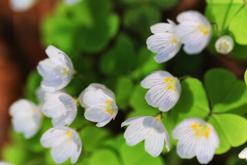 spring flowers background nature wild small abstract