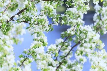 blooming apple orchard spring background branches trees flowers nature