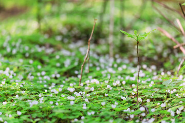 spring branches shoots leaves seasonal background