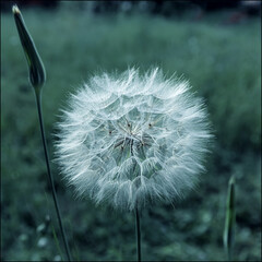 Tragopogon orientalis big fluffy flower