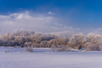 北海道の朝の樹氷風景