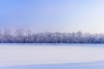 北海道の朝の樹氷風景