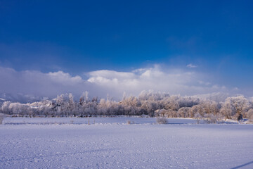 北海道の朝の樹氷風景