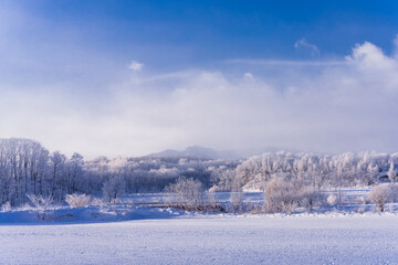 北海道の朝の樹氷風景