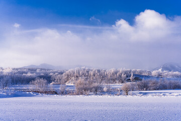 北海道の朝の樹氷風景
