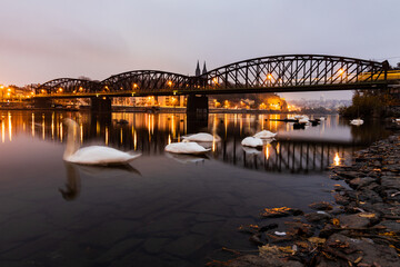 Fototapeta na wymiar floating swans at the Vysehrad railway bridge on the Vltava river in the morning light. Swan in Prague Smíchov