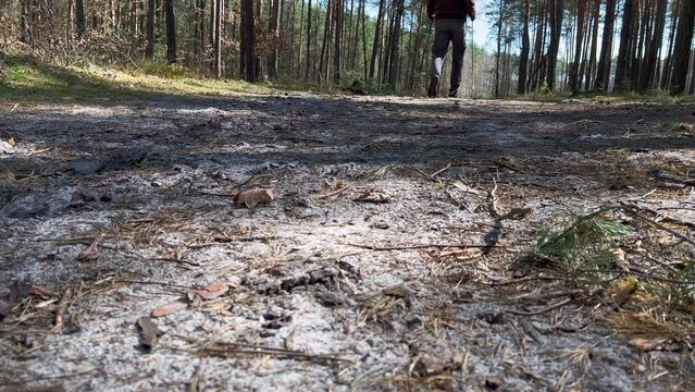 MĘŻCZYZNA UPRAWIAJĄCY NORDIC WALKING. SPACERUJĄCY MĘŻCZYZNA PO LESIE. SPACER PO LESIE W OKRESIE WIOSNY.