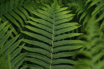 Beautiful young ferns in the forest