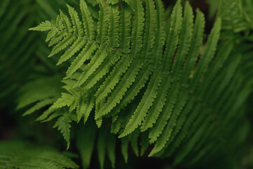 Beautiful young ferns in the forest