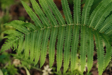 Beautiful young ferns in the forest