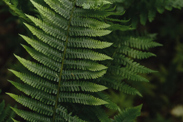 Beautiful young ferns in the forest