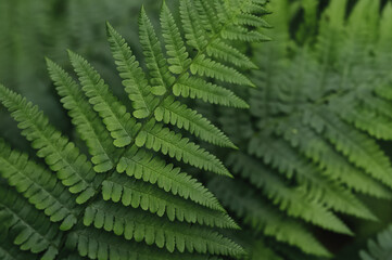 Fototapeta na wymiar Beautiful young ferns in the forest