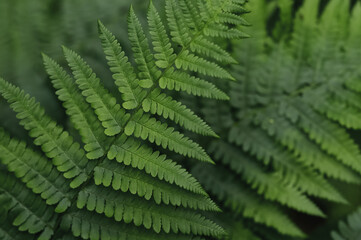 Beautiful young ferns in the forest