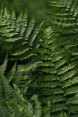 Fototapeta na wymiar Beautiful young ferns in the forest