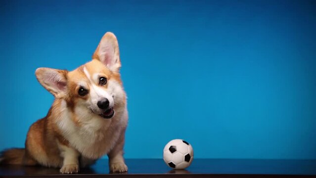Smiling Welsh Corgi Pembroke dog with a soccer ball against a blue background, looks at the camera with interest, turns his head. Video for stories. Shooting a playful pet with toys in the studio.