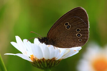 butterfly on a flower in a field nature summer