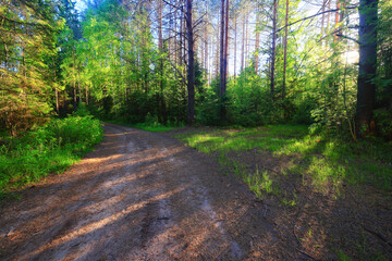 sunny summer day in green park, beautiful landscape trees background