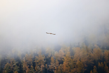 autumn fog landscape forest mountains, trees view mist