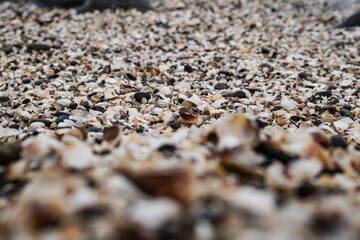 shells on the beach