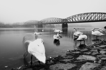 swans at the Vysehrad railway bridge on the Vltava river in the morning fog. Taken out of the...