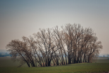 tree in the morning fog