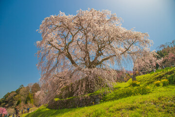桜