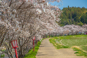 桜並木