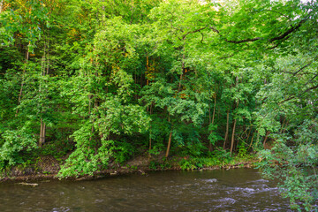 Big Tree and River in Summer Park