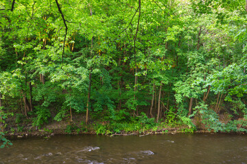 Fototapeta na wymiar Big Tree and River in Summer Park