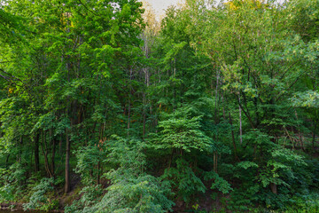 Big Tree in Summer Park