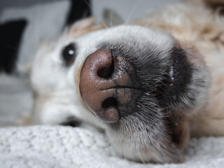 Funny Golden Retriever relaxing on bed. Close up shot of dog nose.