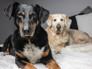Cute black mixed breed dog and Golden Retriever relaxing on bed blanket.
