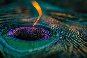 close up of a feather, Closeup of peacock feather, Peacock feather, Peafowl feather, Bird feather,...