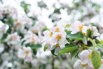 Spring nature, flowering tree, white flowers on a branch close-up, selective soft focus