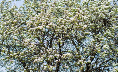 the tree with thousands of white flowers in spring
